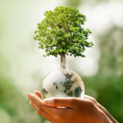 From Rent to Plant: Leasys announces a new partnership with Treedom to reduce its footprint.